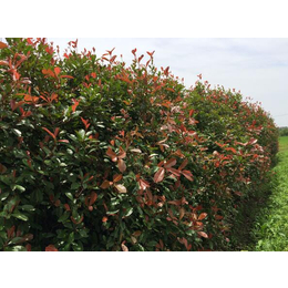 園林景觀綠化工程施工-園林綠化-江西景致花園綠化