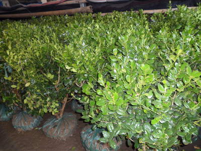 【無刺構(gòu)骨球】冠幅60cm 價格26.00元/棵 100棵起批