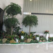 中山便宜的室內植物租賃,剪花剪草,風水綠植租賃,風水植物租賃,小區、工廠綠化養護,年花預定,年桔預定,園林規劃與設計,綠化工程施工,商場等室外綠化帶保養,便宜的鮮花預訂,鮮花出租