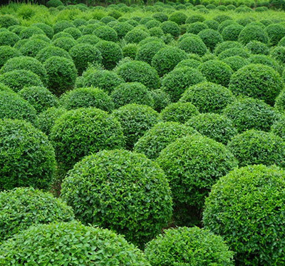 大連園林綠化中的色彩搭配